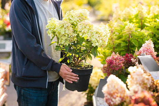 man gardener shopping in garden center, buying hydrangea flower