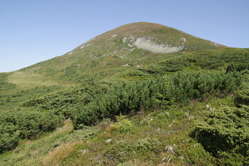 Hoverla and evergreen plants at front
