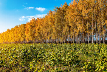 Naklejka premium Beautiful autumn yellow birch grove