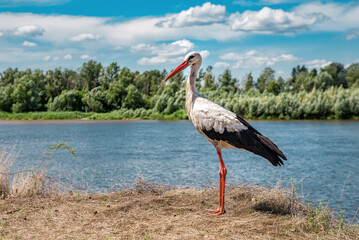 Fototapeta premium Portrait of life cute stork on the river bank