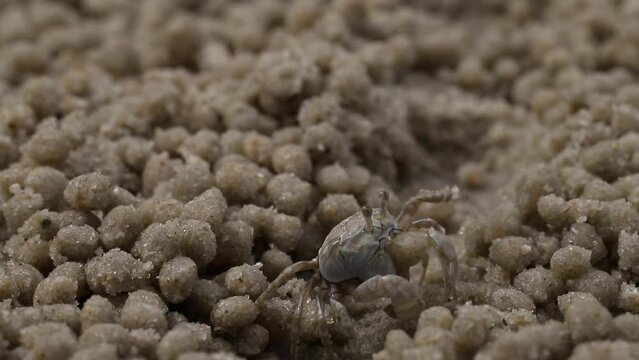 Sand bubbler crab macro photo. These small crabs feed by filtering sand through their mouthparts and leaving behind balls of sand
