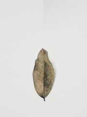 leaf on a white