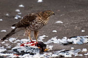 Urban hunting