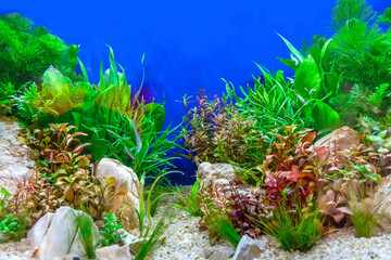 Underwater landscape nature forest style aquarium tank with a variety of aquatic plants, stones and herb decorations. - 530793941