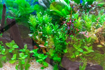 Underwater landscape nature forest style aquarium tank with a variety of aquatic plants, stones and herb decorations.