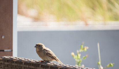 kleiner Spatz auf einem Korbsessel