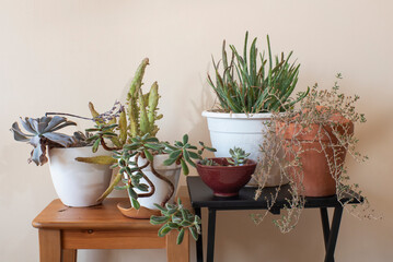 Plantas de poca agua sobre mesa de madera y diseño, interior, plantas tipo cactus, decoración...