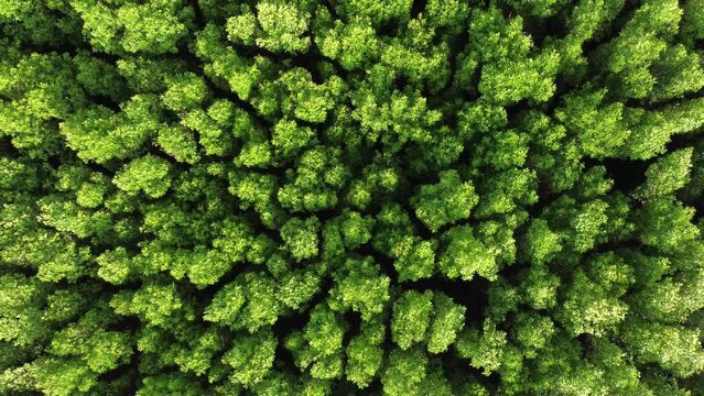 Top-Down Aerial Drone View of Dense Green Mangrove Forest Canopy