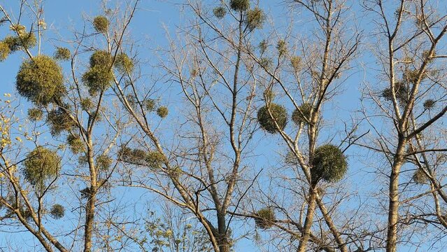 Mistletoe (viscum album) on a tree with blue sky