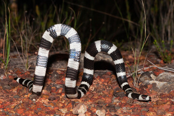 Australian Bandy Bandy snake in defensive stance