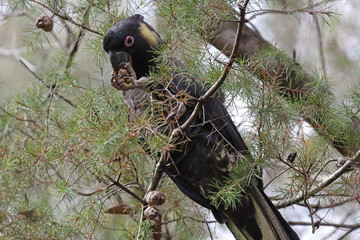 Yellow-tailed Black Cockatoo feeding on Hakea Tree seed pods