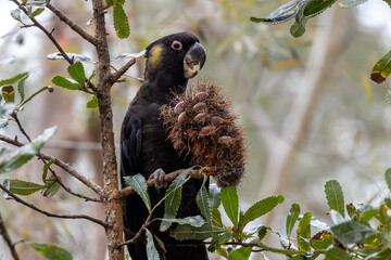 Yellow-tailed Black Cockatoo feeding on Saw Banksia cone