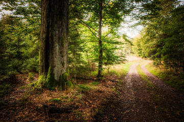 Obraz premium magical forest 