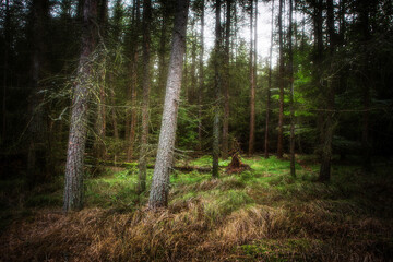magical forest
