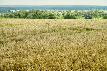 field of ripe yellow wheat. food crisis concept
