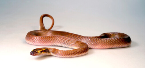 African House Snake // Afrikanische Hausschlange (Boaedon mentalis) 