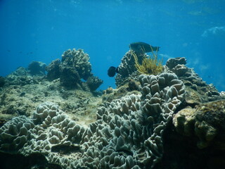 Coral reefs and fish during a snorkeling trip in the greet barrier reef nearby cairns, australia