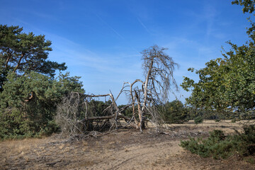 Dead tree at Forest at national park the Veluwe Gelderland Netherlands