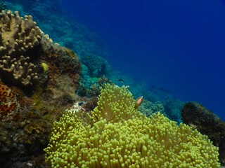 Coral reefs and fish during a snorkeling trip in the greet barrier reef nearby cairns, australia