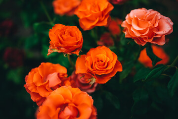Beautiful flower orange rose blossom nature garden with branch and green leaves