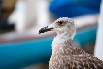 Seagull (Laridae) portrait in Marina Piccola on Capri island Italy. Juvenile wild seabeard begging for food with fisher boats blurred in the background. Macro close up of common predator.