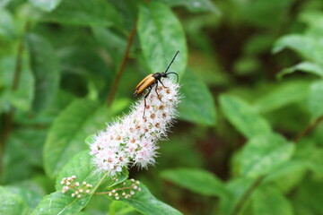 bee on a flower