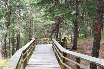 boardwalk in the forest