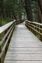 Fototapeta na wymiar wooden bridge in the woods