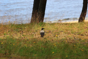 crow on the beach