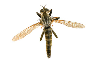 Close-up top view image of Asilidae Robber fly, also called assassin flies, on white background