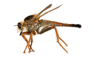 Asilidae Robber fly, also called assassin flies, Stenopogon Koreanus Young 2005, close-up side view image on white background