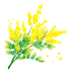 ミモザ（フサアカシア）のカットイラスト　春の花の手描き水彩イラスト素材