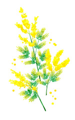 Obraz premium ミモザ（フサアカシア）のカットイラスト 春の花の手描き水彩イラスト素材