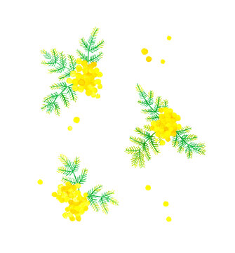ミモザ（フサアカシア）のイラストセット　春の花の手描き水彩イラスト素材集