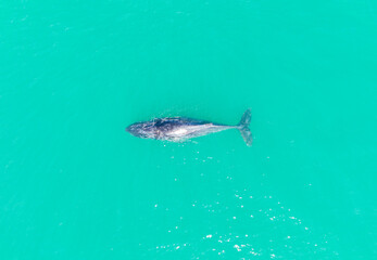 Southern Right Whale Cape Town