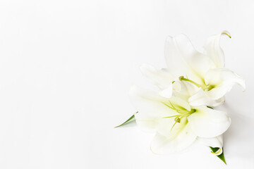 White liles flowers. Mourning or funeral background. Floral mock up