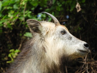 二ホンカモシカ