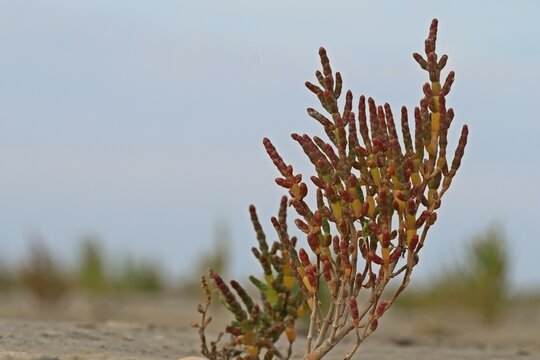 Europäischer Queller (Salicornia europaea agg.) im Nationalpark Wattenmeer