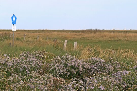 Bl&uuml;hende Strand-Astern (Tripolium pannonicum) im Nationalpark Wattenmeer