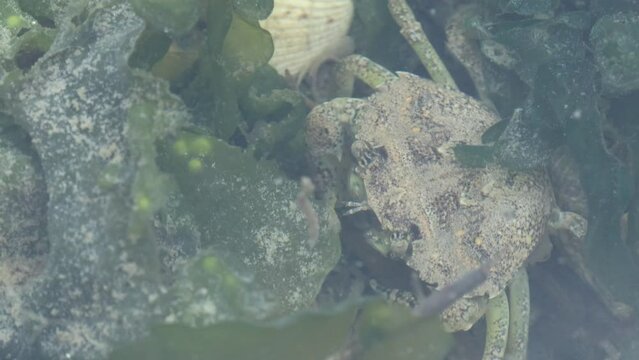 Strandkrabbe (Carcinus maenas) im ostfriesischen Watt
