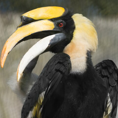 Double-horned hornbill at Ouwehands dierenpark zoo