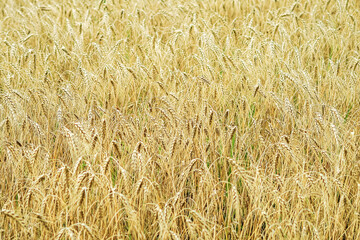 field of ripe yellow wheat. food crisis concept