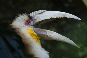 Wreathed hornbill at Ouwehands dierenpark zoo