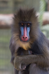 Mandrill holding it's child at Ouwehands dierenpark zoo