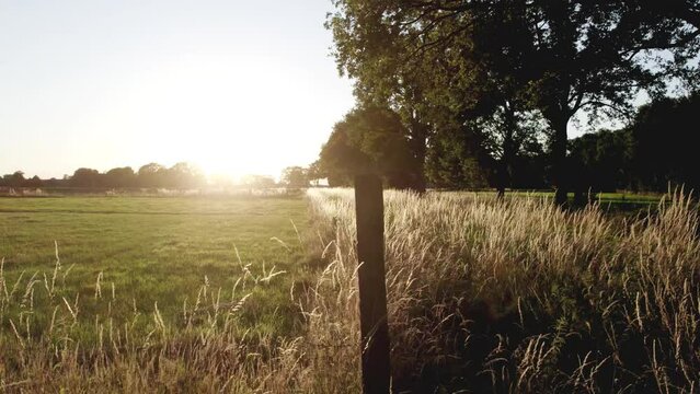 Aerial view of american or European countryside landscape, farmland. Drone flying low over corn field. Rural scenery, farm. Sunny morning, sunrise, spring summer season . High quality 4k footage