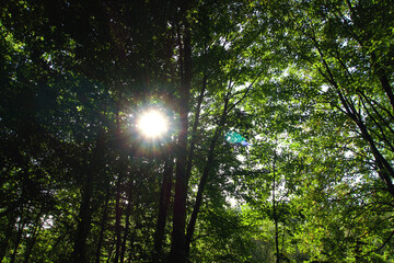 Wald zahlreiche Bäume lichtdurchflutet Sonne scheint durch die Blätter lensflare Sonnenstrahlen sichtbar mit farbigem Rand - obrazy, fototapety, plakaty