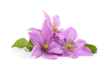 Purple clematis with green leaves.