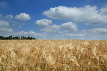 golden wheat field and blue sky - serenity