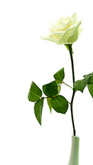 rose isolated on white background