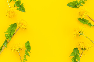 Yellow meadow dandelions blossoms flowers. Floral background